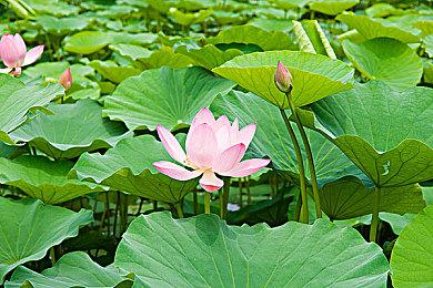 《原子陨落》发布5分钟新预告 展示游戏实机画面